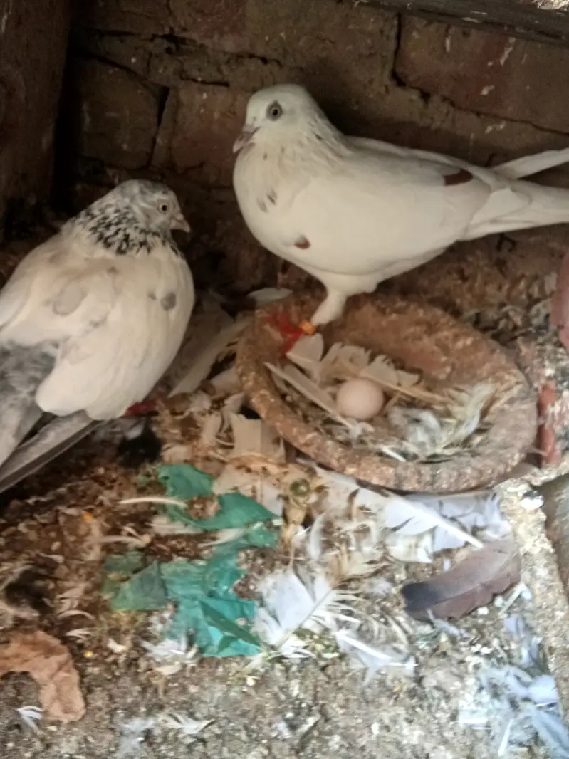 Patti wala jory ha for 3 — photo 2