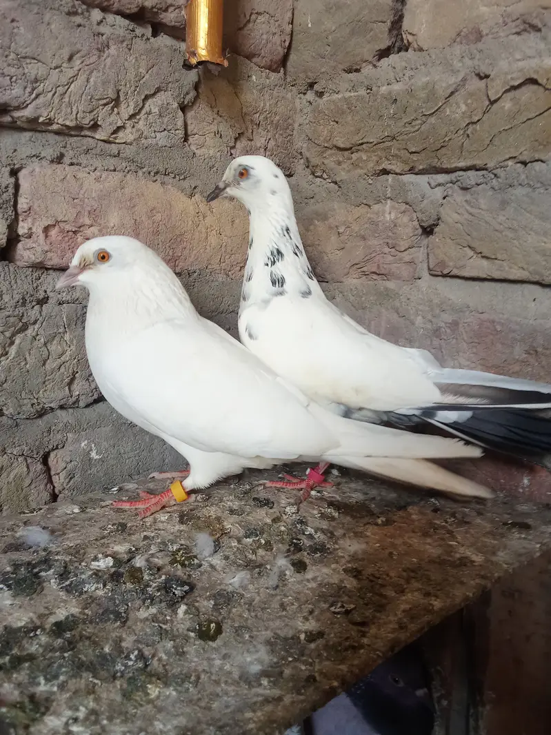 Patti wala jory ha for 3 — photo 3