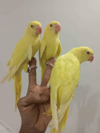YELLOW RINGNECK