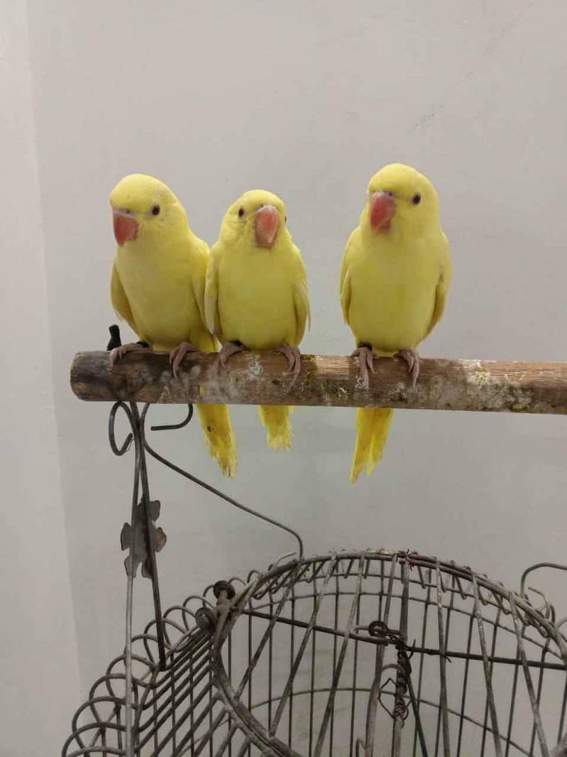 YELLOW RINGNECK 1