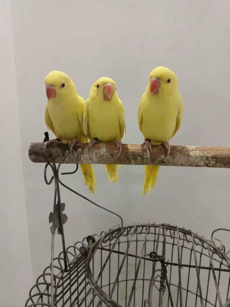 YELLOW RINGNECK — photo 2