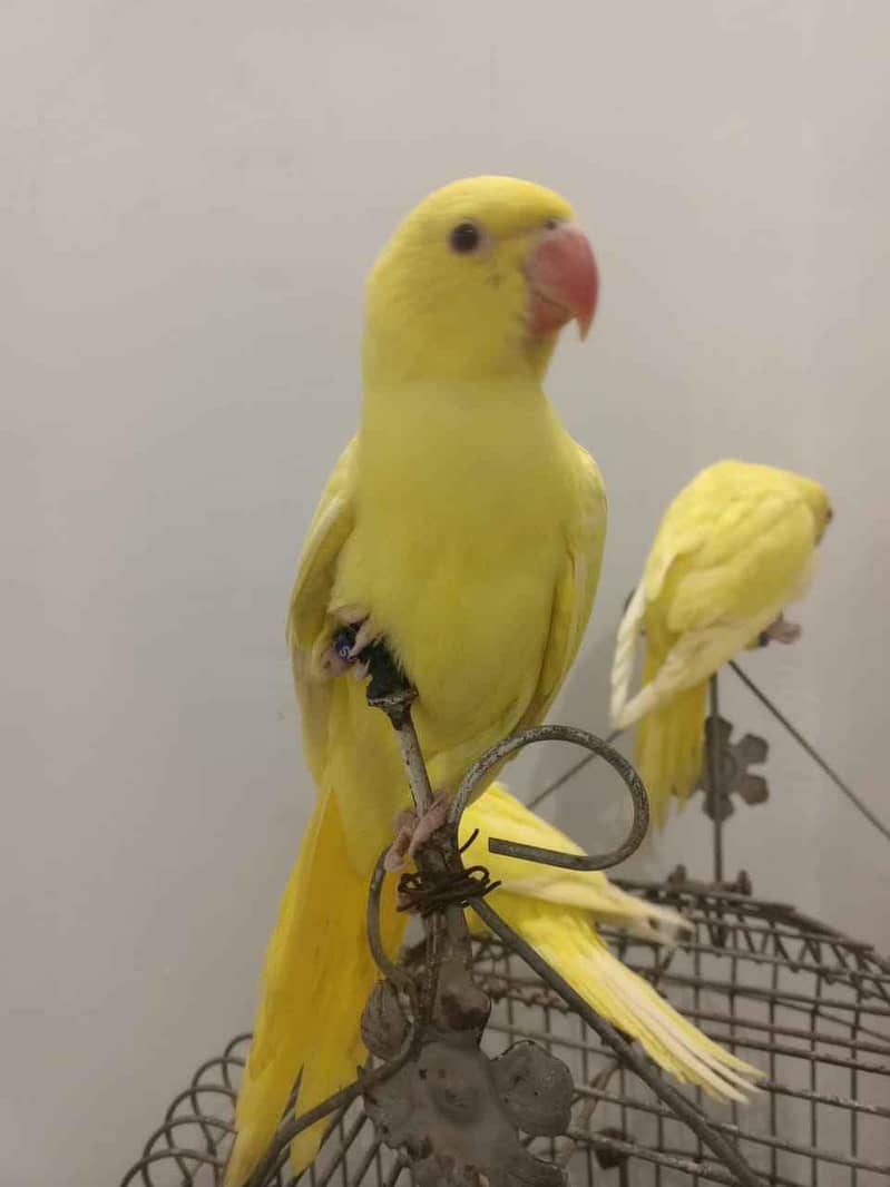 YELLOW RINGNECK 2
