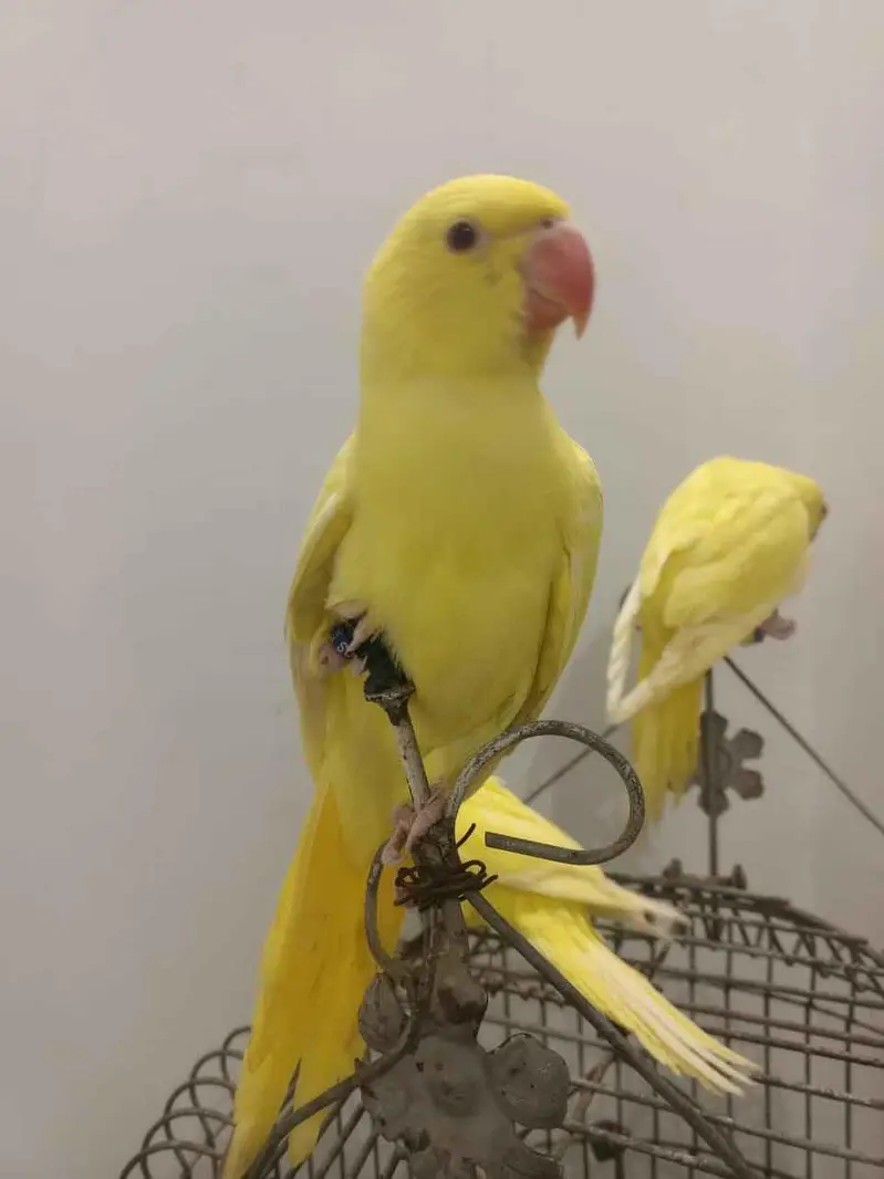 YELLOW RINGNECK — photo 3