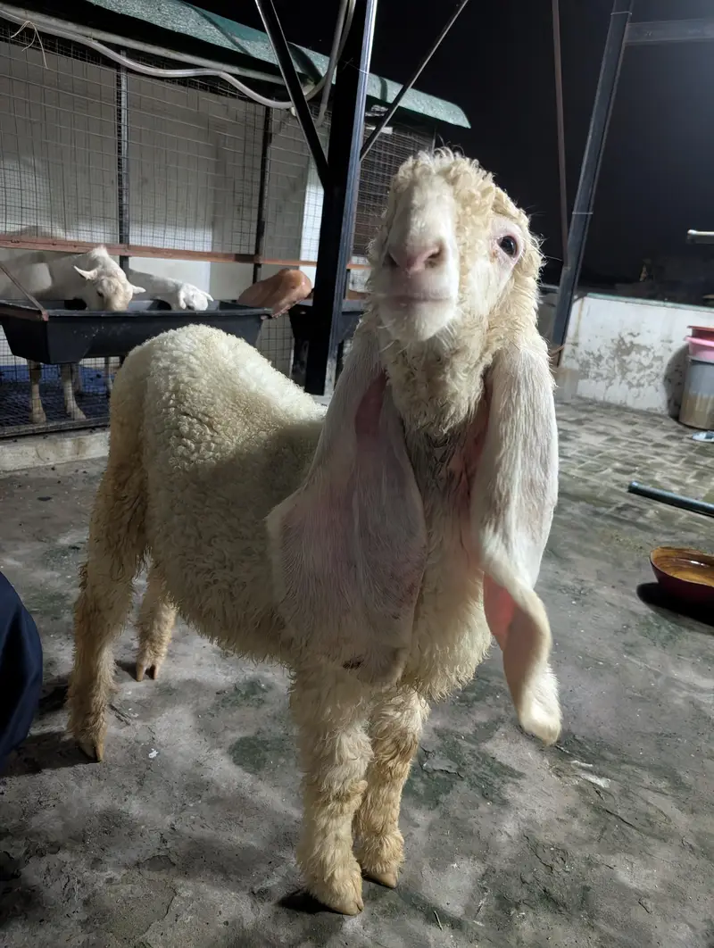 kajla sheep chatra — photo 2