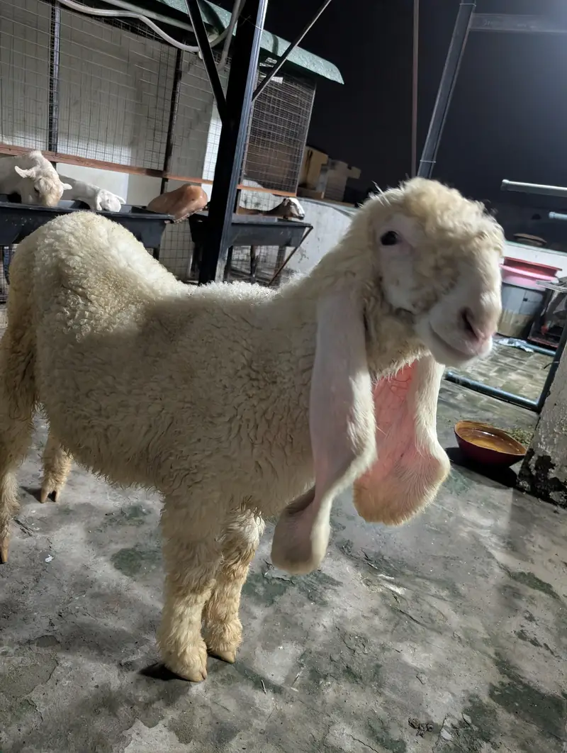 kajla sheep chatra — photo 3