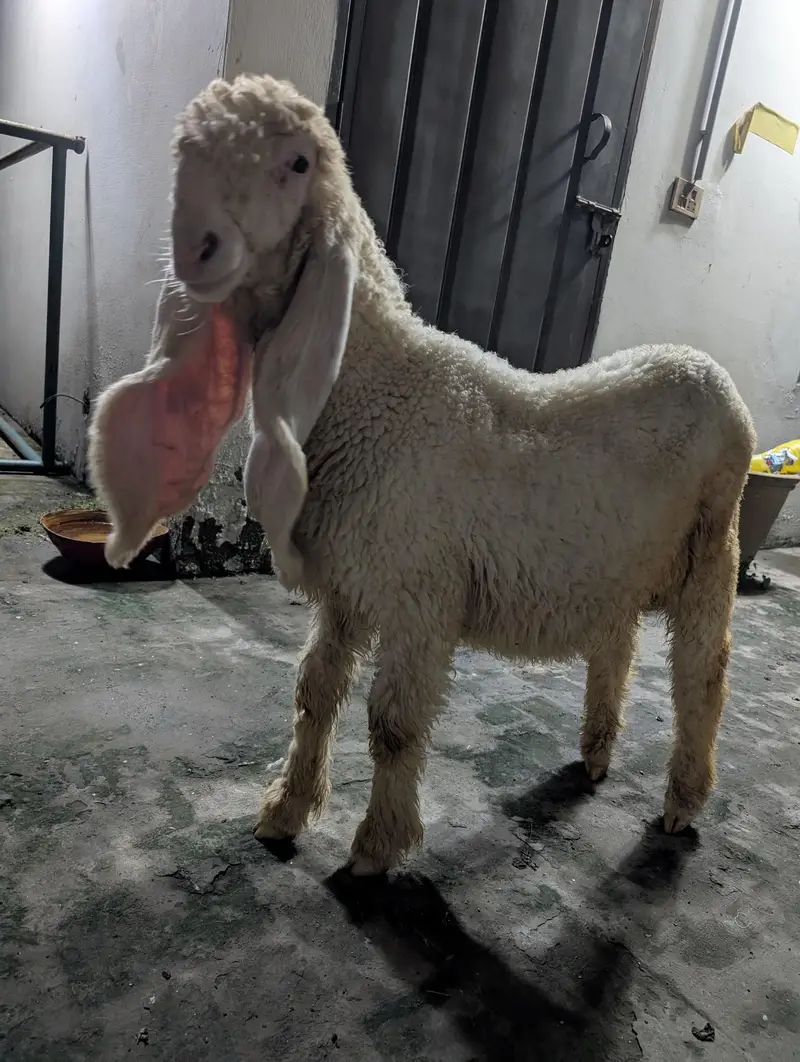 kajla sheep chatra — photo 6
