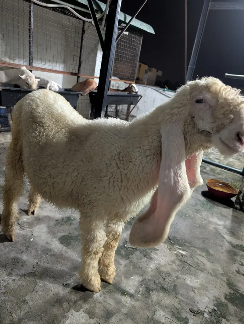 kajla sheep chatra — photo 7