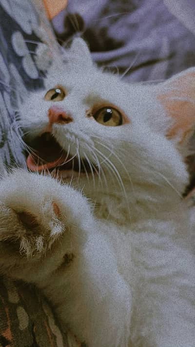 Mano Kiki Cato