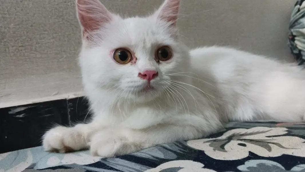 Mano Kiki Cato — photo 2
