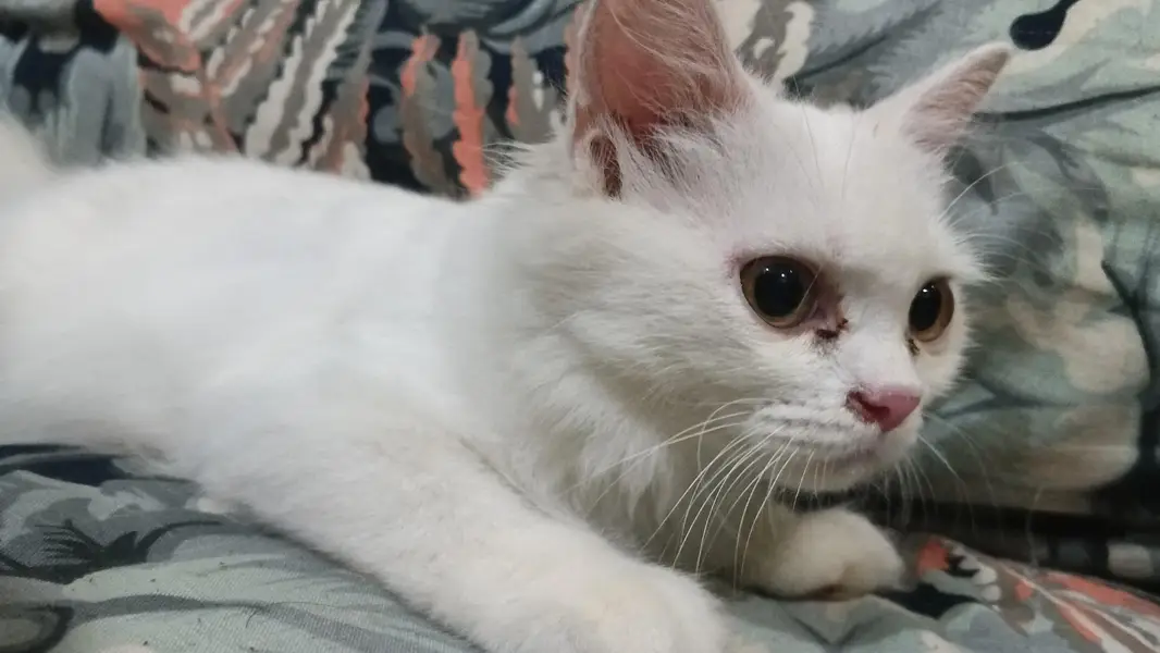 Mano Kiki Cato — photo 3