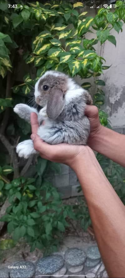 Fancy Rabbits pair