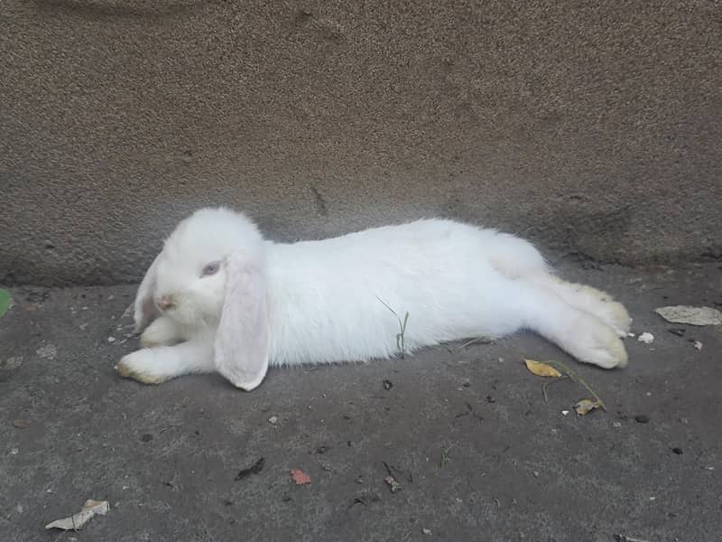 Fancy Rabbits pair 1