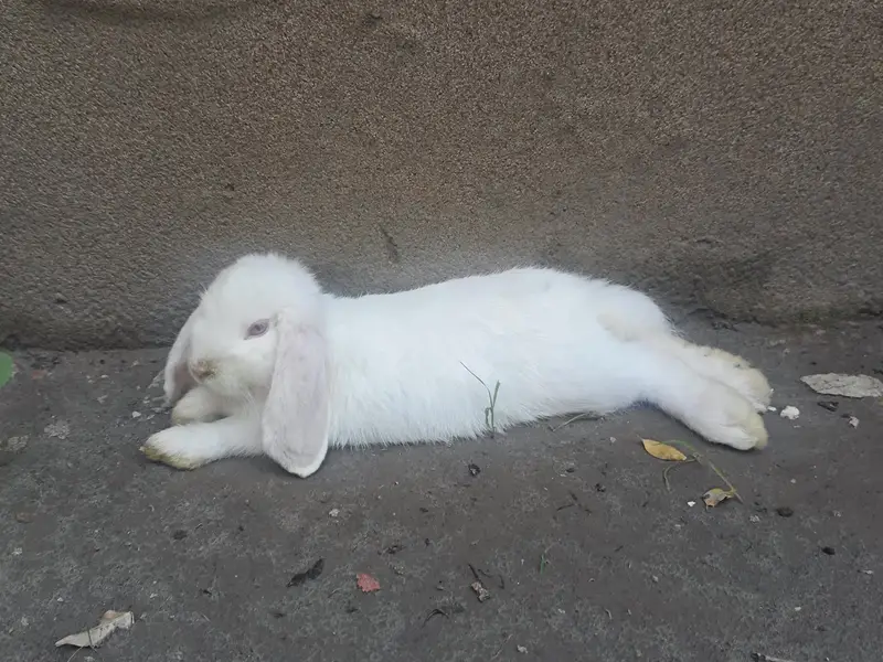 Fancy Rabbits pair — photo 2