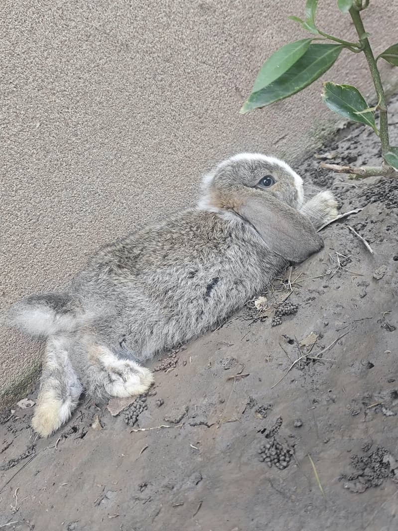 Fancy Rabbits pair 2