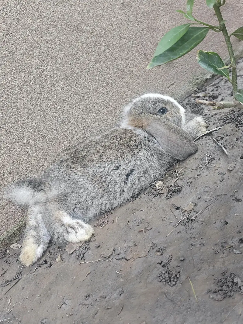 Fancy Rabbits pair — photo 3