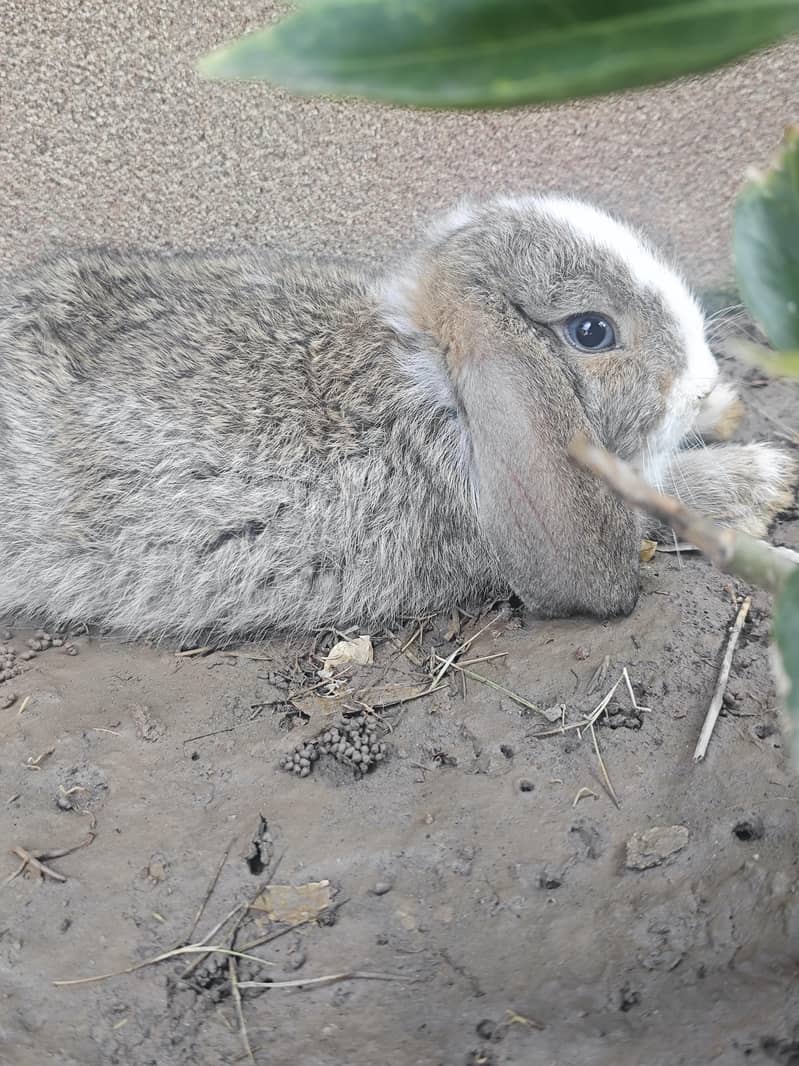 Fancy Rabbits pair 3