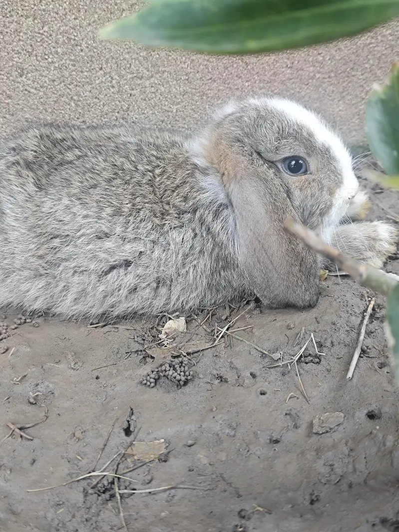 Fancy Rabbits pair — photo 4
