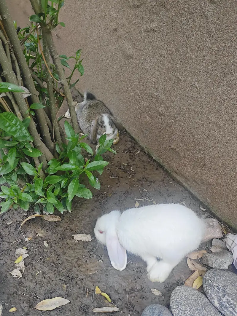 Fancy Rabbits pair — photo 5