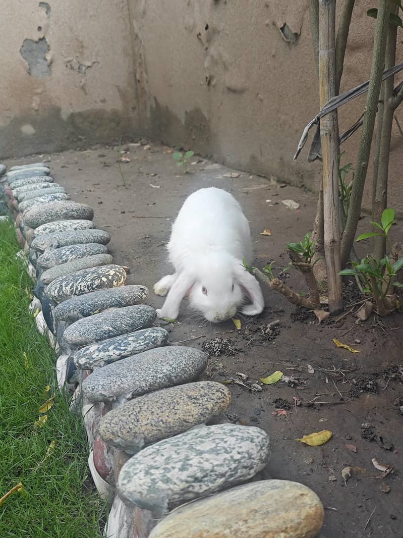 Fancy Rabbits pair 5