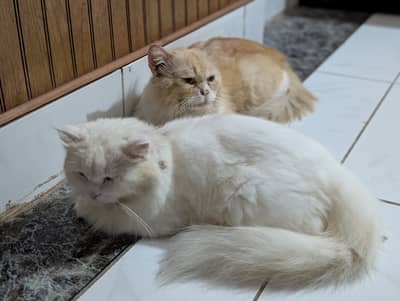 Cat pair