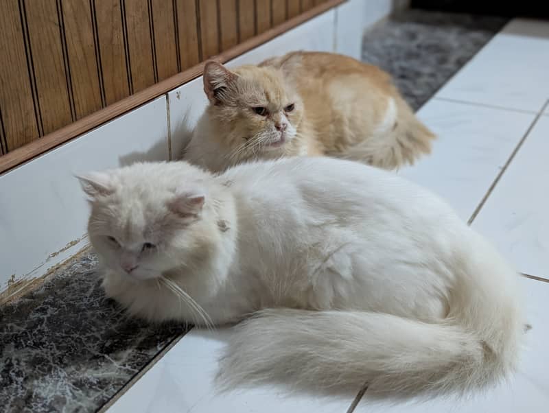 Cat pair 0