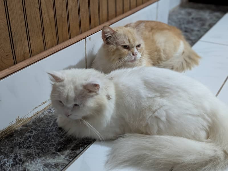 Cat pair 1