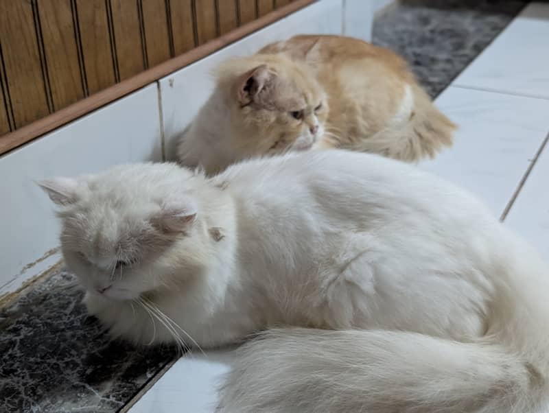 Cat pair 2