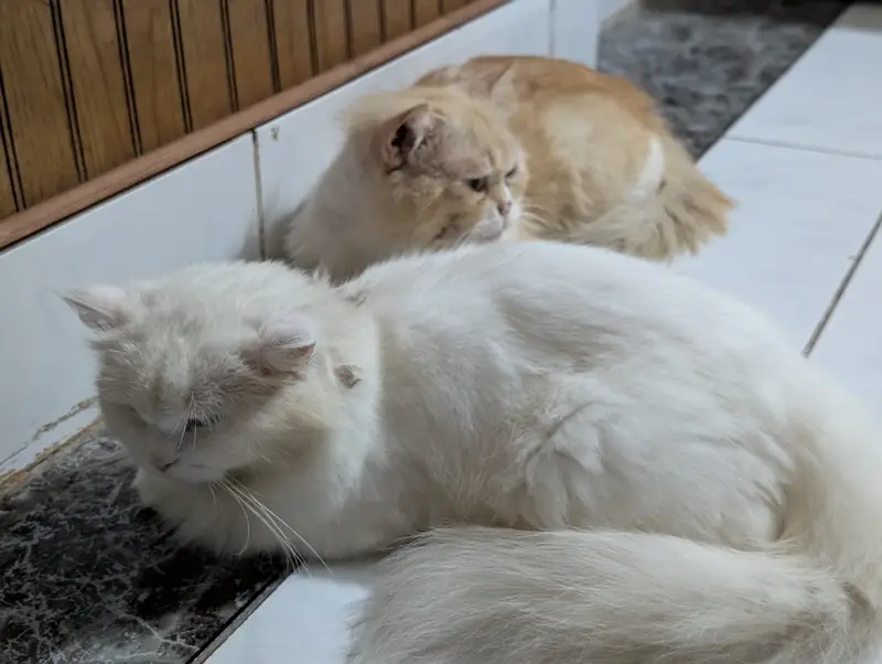 Cat pair — photo 3