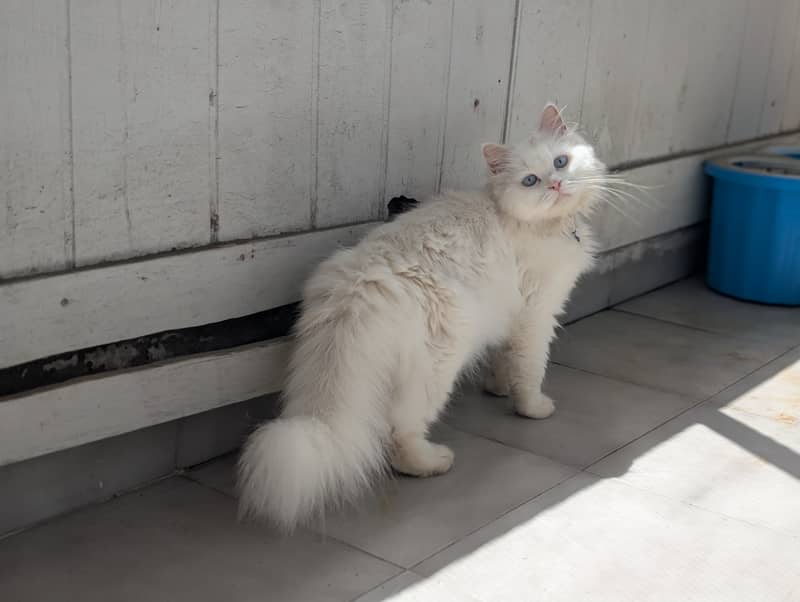 Cat pair 4