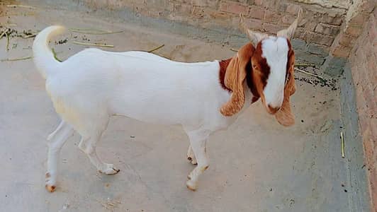 bakra for seal