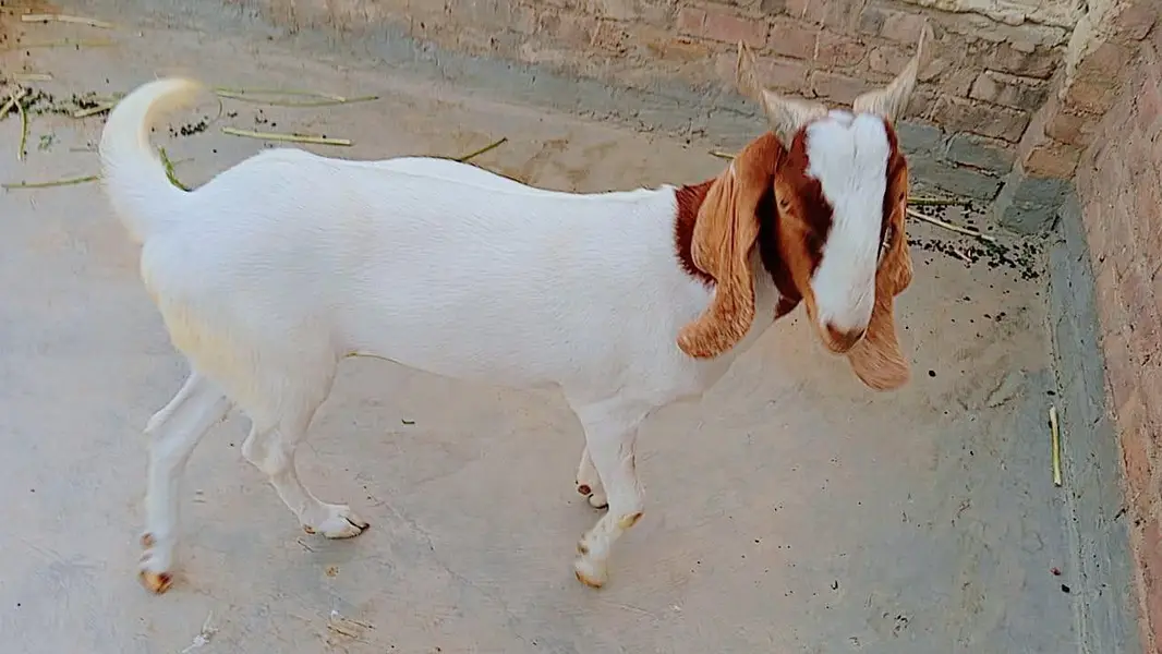 bakra for seal