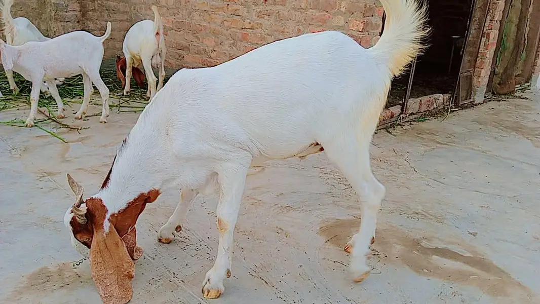 bakra for seal — photo 2