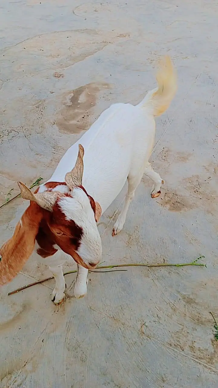 bakra for seal — photo 3