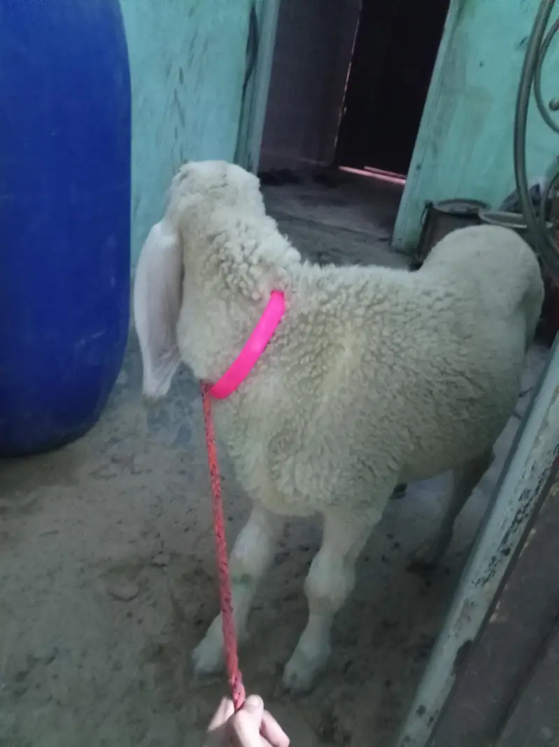 full gulabi larkhana ha NBR 03152984457 — photo 4