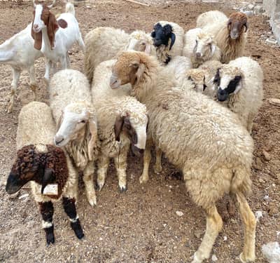 Sheeps for Sale | Dumba/Dumbi | 10 for 3.35 Lacs