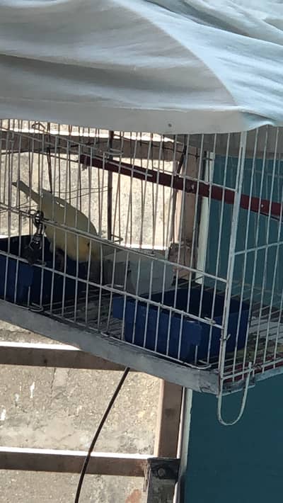 Canary bird for sale