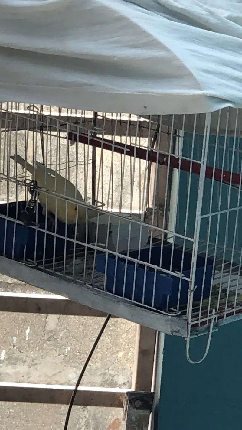 Canary bird for sale