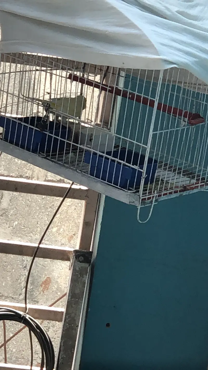 Canary bird for sale — photo 2