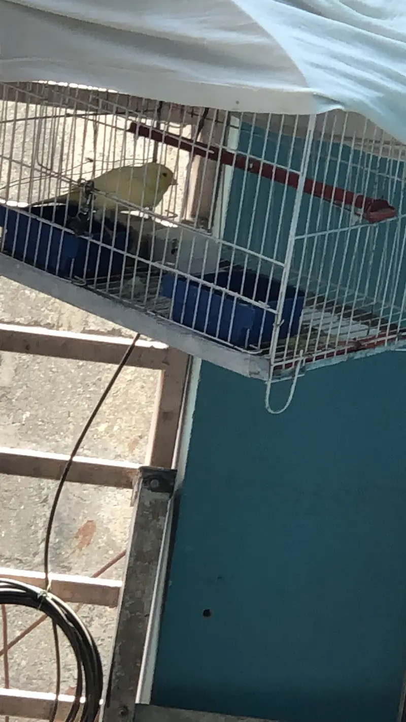 Canary bird for sale — photo 3