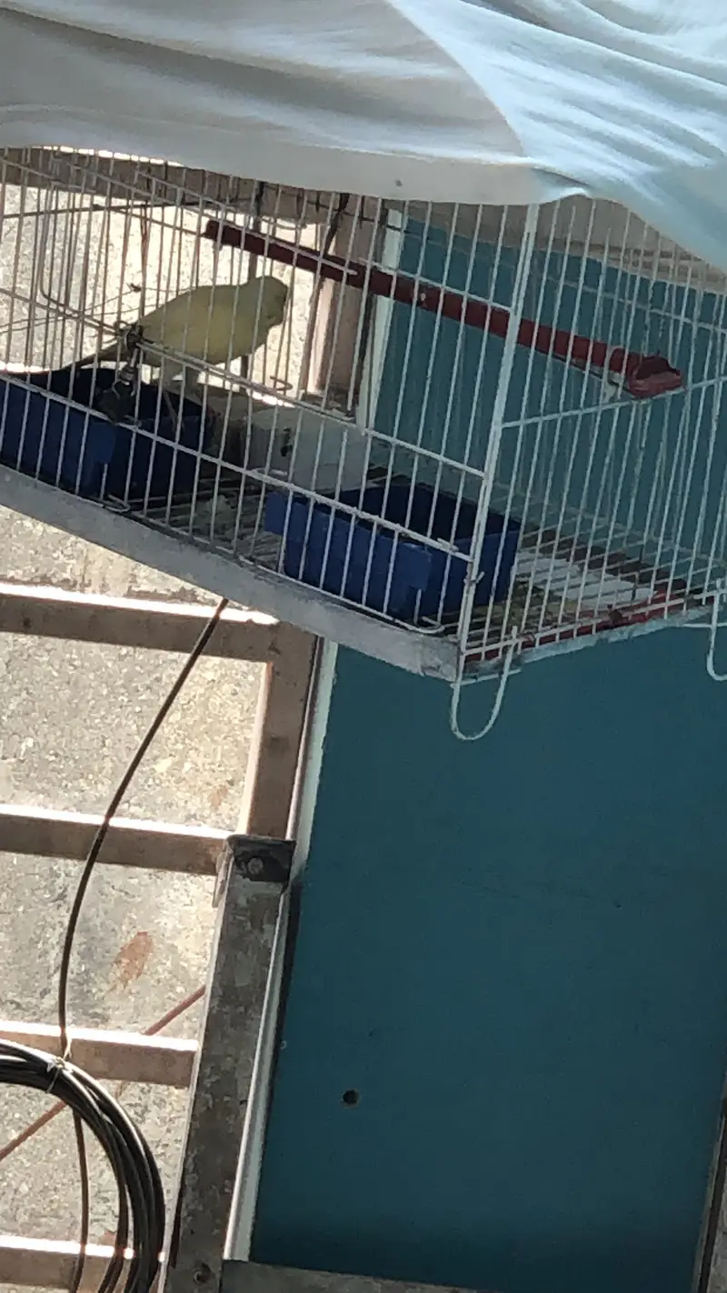 Canary bird for sale — photo 4