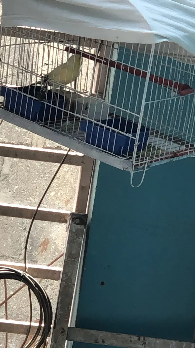 Canary bird for sale — photo 5