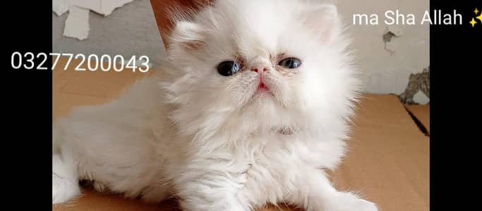 CFA bloodline pure peki face tripple coated import quality kitten