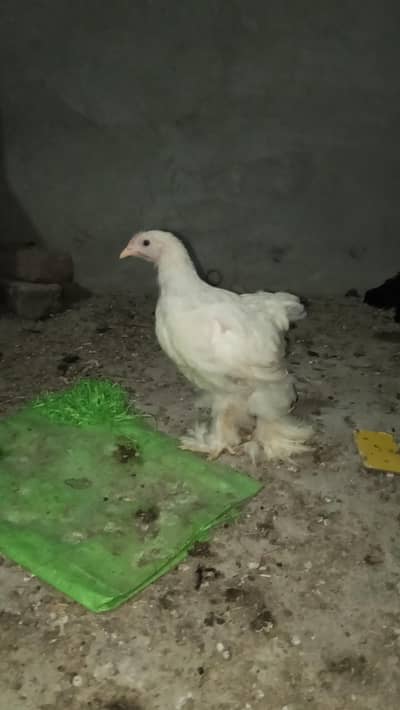 Golden Heavy Buff, Fayoumi, RIR, Australorp, Japanese & Bantam chicks