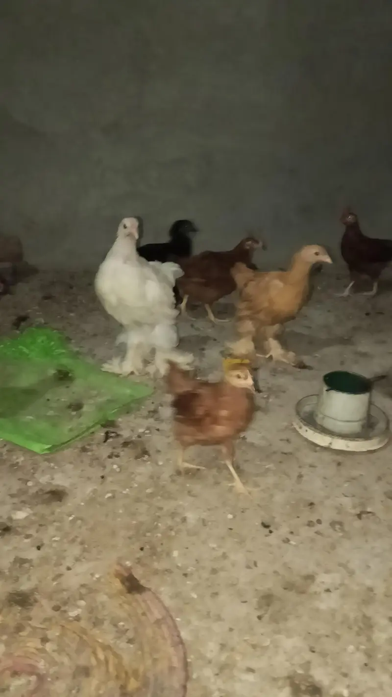 Golden Heavy Buff, Fayoumi, RIR, Australorp, Japanese & Bantam chicks — photo 2