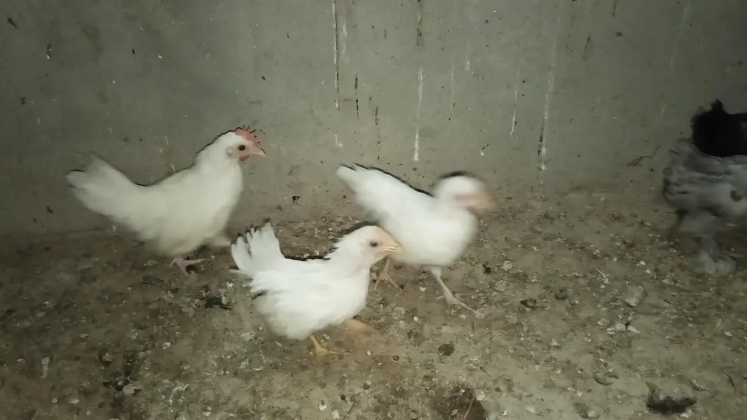 Golden Heavy Buff, Fayoumi, RIR, Australorp, Japanese & Bantam chicks — photo 3