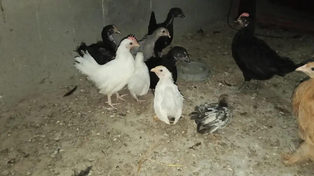 Golden Heavy Buff, Fayoumi, RIR, Australorp, Japanese & Bantam chicks — photo 4