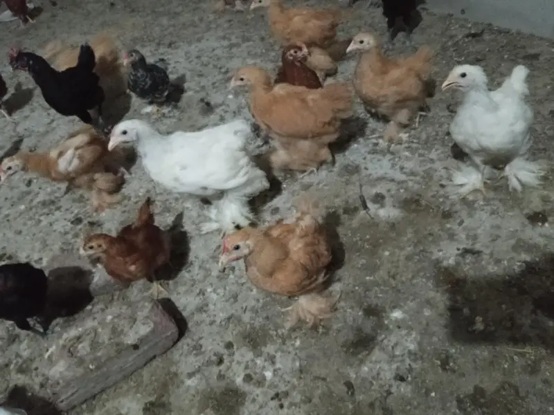 Golden Heavy Buff, Fayoumi, RIR, Australorp, Japanese & Bantam chicks — photo 5