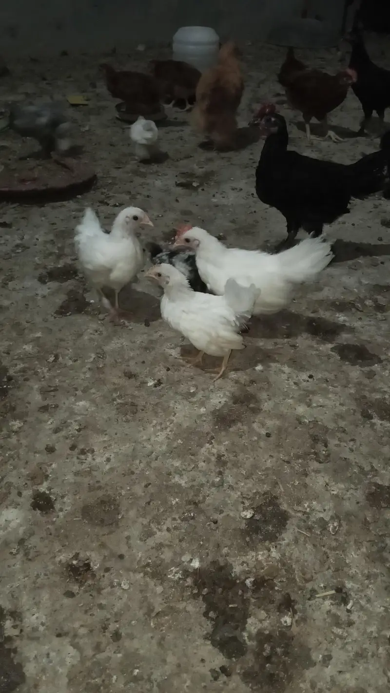 Golden Heavy Buff, Fayoumi, RIR, Australorp, Japanese & Bantam chicks — photo 6