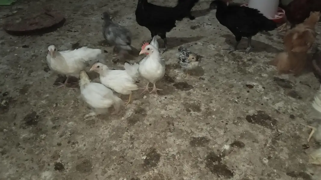 Golden Heavy Buff, Fayoumi, RIR, Australorp, Japanese & Bantam chicks — photo 7