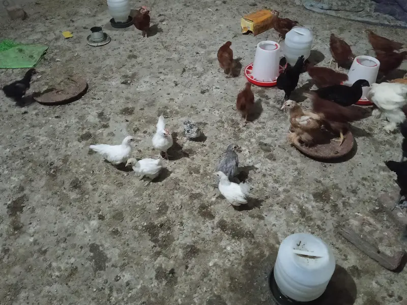 Golden Heavy Buff, Fayoumi, RIR, Australorp, Japanese & Bantam chicks — photo 8